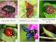 Défi de sciences participatives au jardin - Insectes